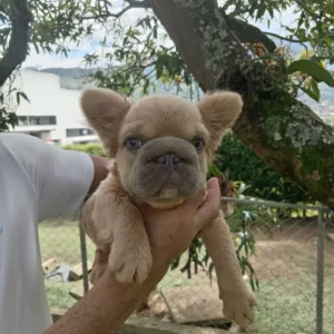criadero cachorros bulldog frances big rope fluffy precio venta medellin bogota cali pereira rionegro mexico republica dominicana panama ecuador contraentrega
