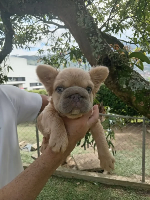 criadero cachorros bulldog frances big rope fluffy precio venta medellin bogota cali pereira rionegro mexico republica dominicana panama ecuador contraentrega
