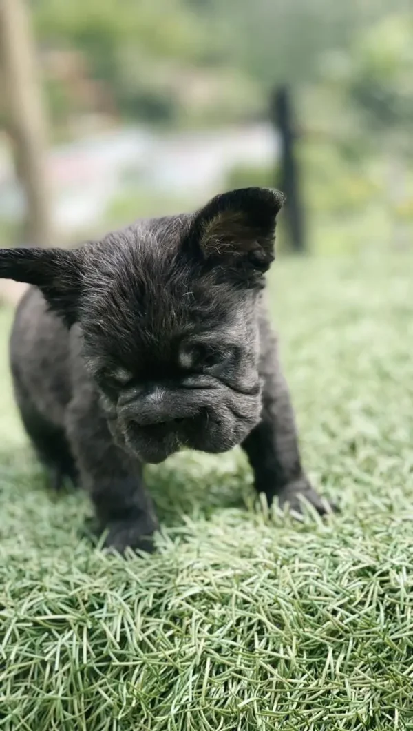 criadero cachorros bulldog frances big rope fluffy precio venta medellin bogota cali pereira rionegro mexico republica dominicana panama ecuador contraentrega