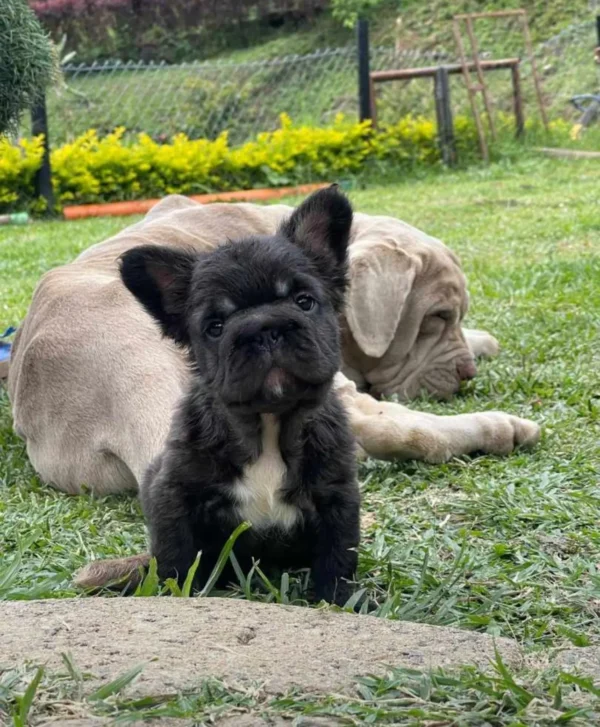 criadero cachorros bulldog frances big rope fluffy precio venta medellin bogota cali pereira rionegro mexico republica dominicana panama ecuador contraentrega