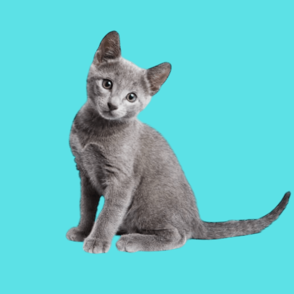 precio gato ruso azul medellin bogota cali pereira rionegro