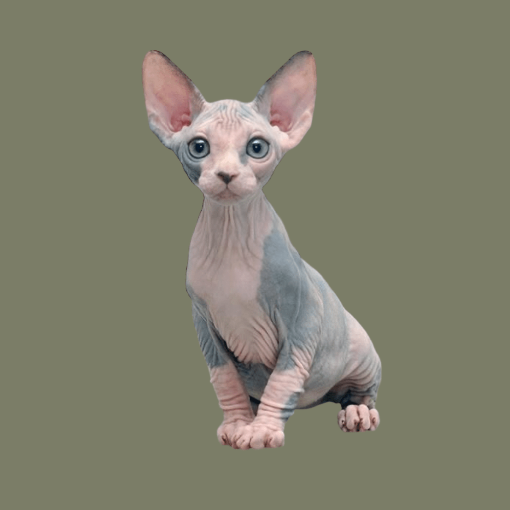 criadero venta gato esfinge medellin bogota pereira cali rionegro contraentrega