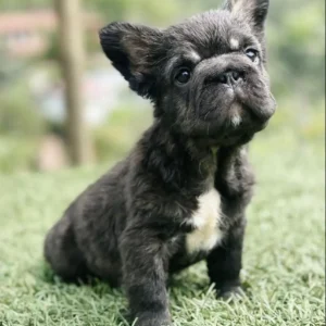 criadero cachorros bulldog frances big rope fluffy precio venta medellin bogota cali pereira rionegro mexico republica dominicana panama ecuador contraentrega