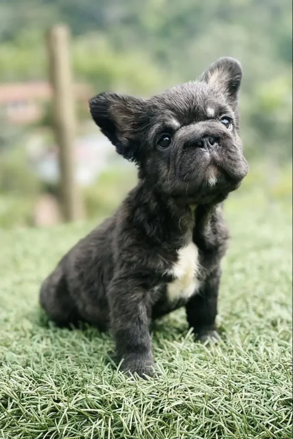 criadero cachorros bulldog frances big rope fluffy precio venta medellin bogota cali pereira rionegro mexico republica dominicana panama ecuador contraentrega