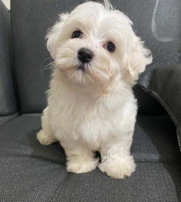 Bichón Maltés Precio