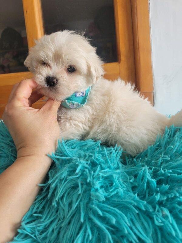 Cachorros Bichón Maltés en Venta