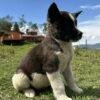 Akita Americano Precio - Image 2