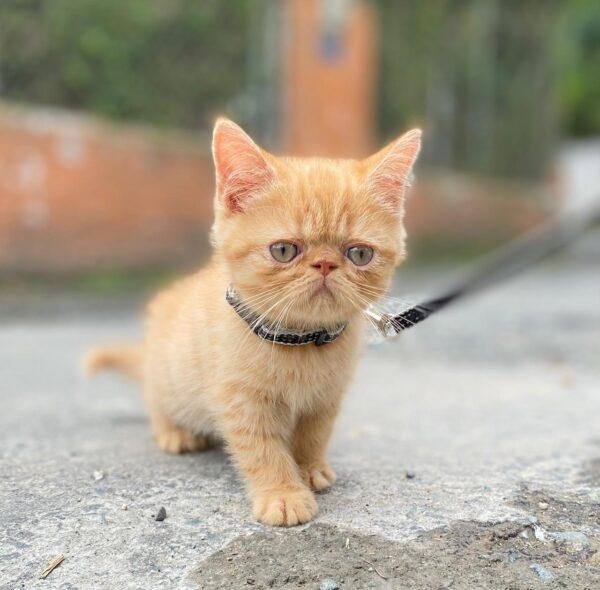 Criadero Gato Persa Rionegro