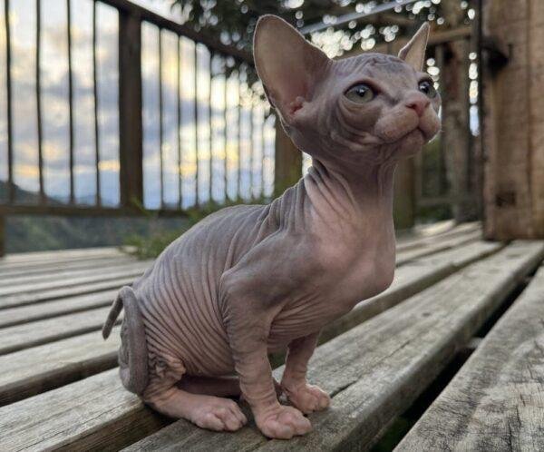 Criadero Gato Esfinge en Venta