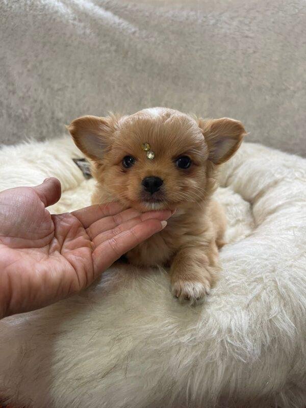 criadero Chihuahua mini pelo largo en venta precio en medellin bogota cali pereira colombia