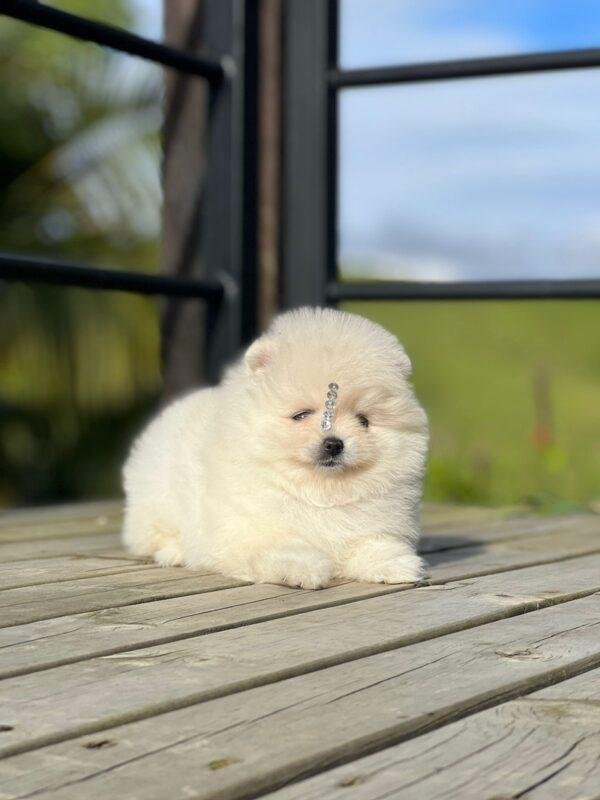 Pomerania Coreano Mini Precio Bogotá