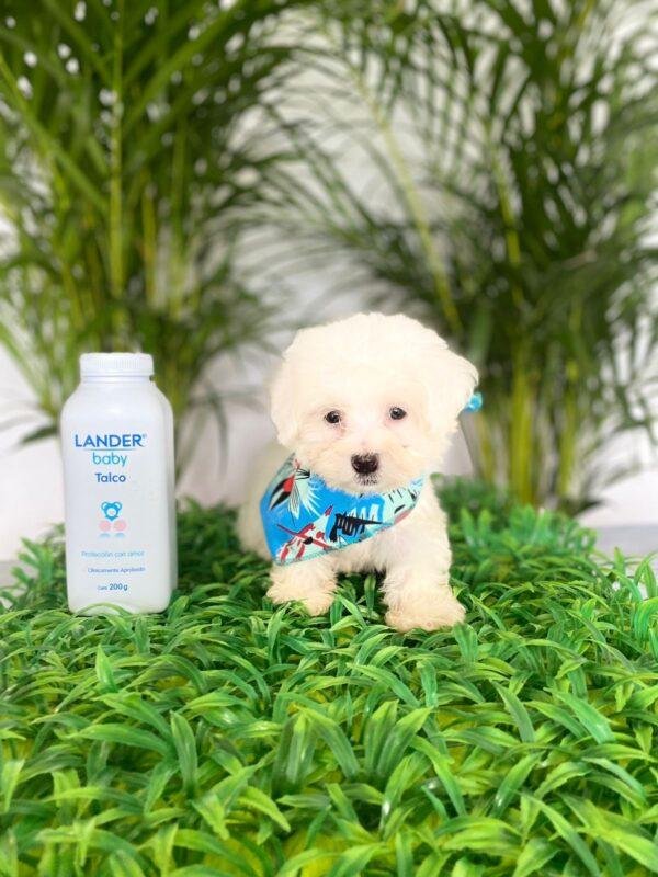 French Poodle Mini Toy Pereira
