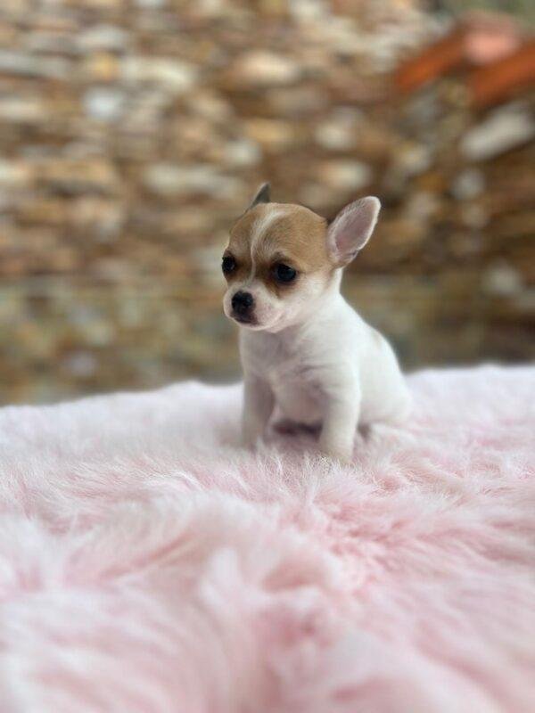 Chihuahua Mini Precio - Image 2