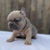 Bulldog Francés Precio Medellín