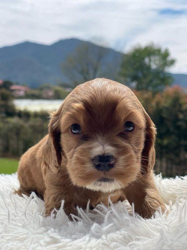 Cocker Spaniel Precio - Image 2