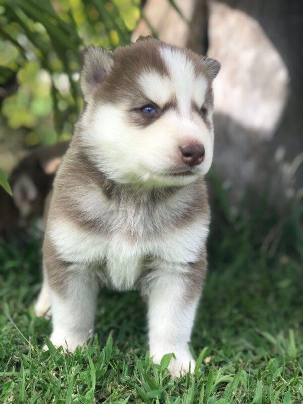 Criadero Husky Siberiano Manto Rojo Precio