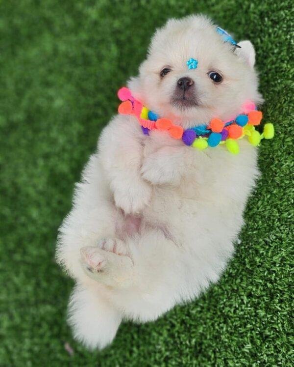 Pomerania Mini Lulú Precio Colombia