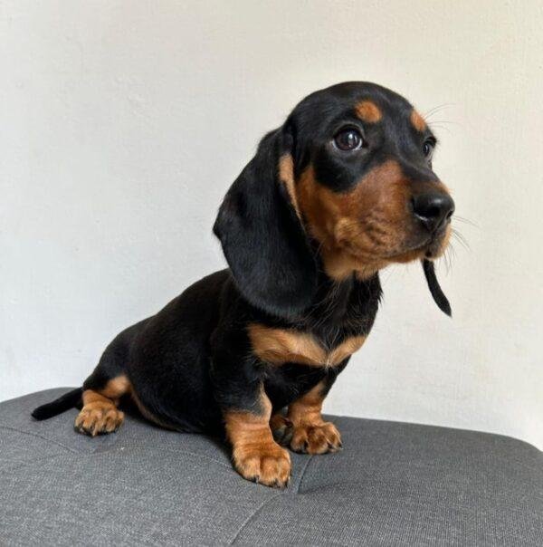 Perro salchicha Precio