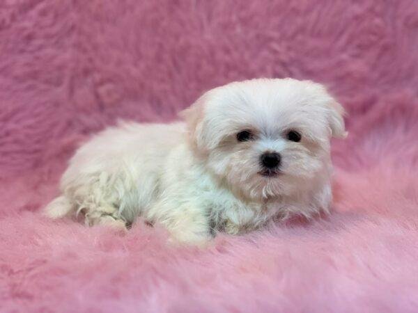 criadero cachorro Bichón Maltés precio bogota cali pereira medellin rionegro contraentrega