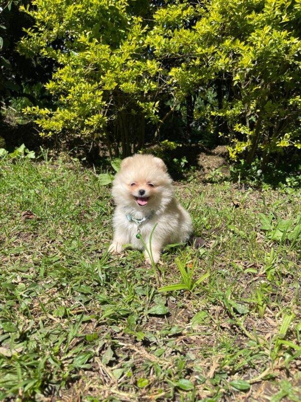 Pomerania Ruso Cara De Oso En Venta - Image 2