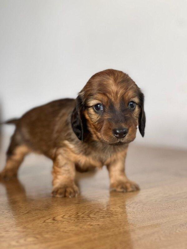 Dachshund Teckel Mini Pelo Largo Precio Manizales