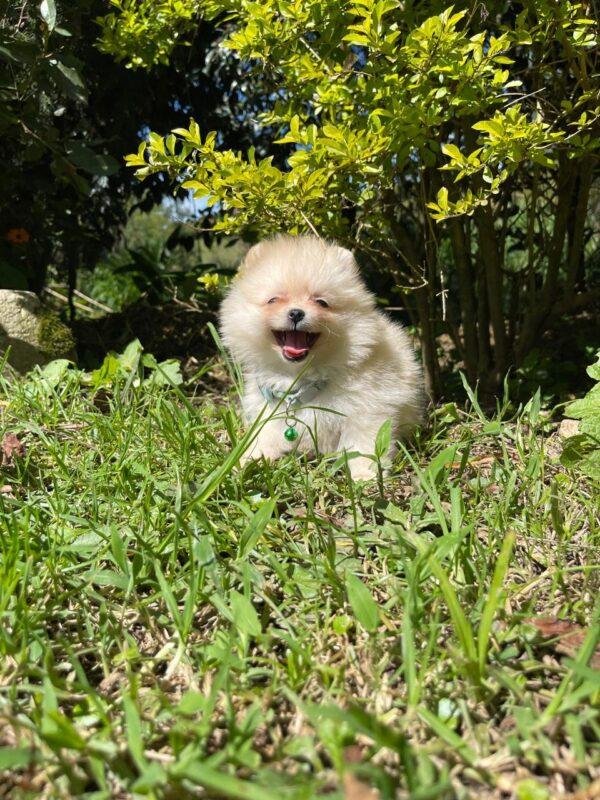 criadero Pomerania mini ruso en venta precio en medellin bogota cali pereira colombia
