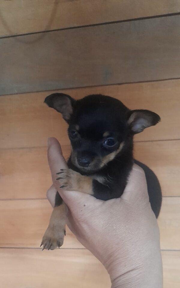 Cachorro Pinscher Mini Precio