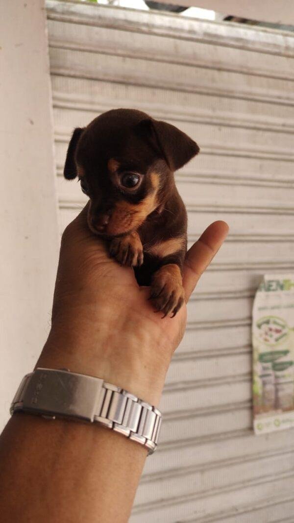 Criadero de Cachorros Pinscher Miniatura