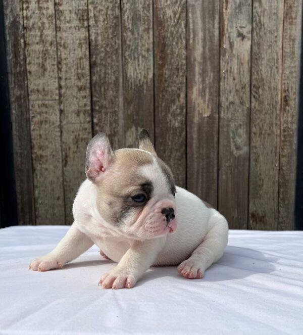 Criadero Bulldog Francés