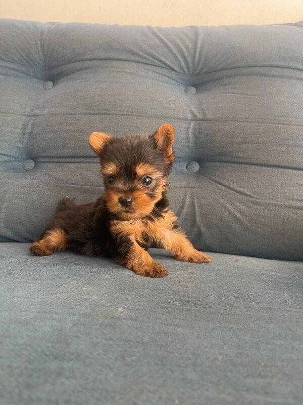 Cachorros Yorkshire Mini Precio - Image 3