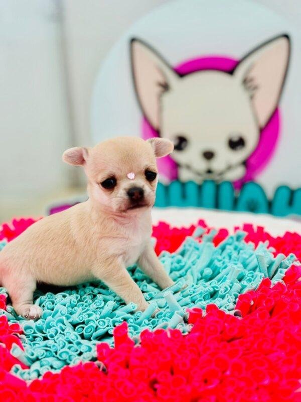 Cachorros Chihuahua Mini Precio