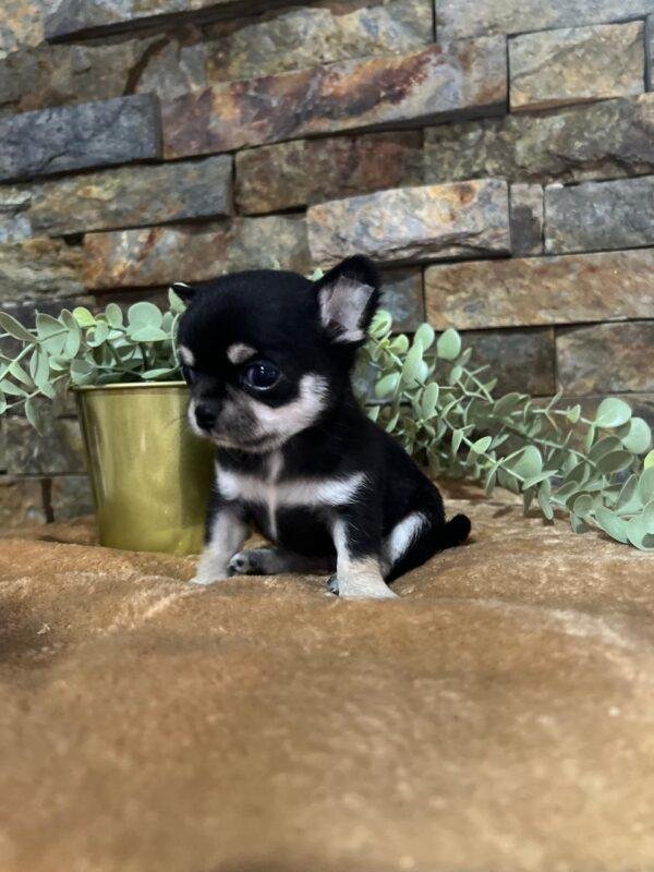 Criadero Chihuahua Mini