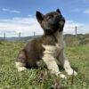 Akita Americano Precio