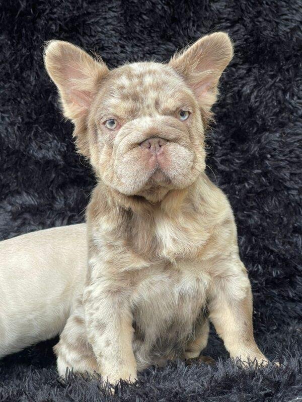 Bulldog Francés Big Rope Fluffy Merle Precio