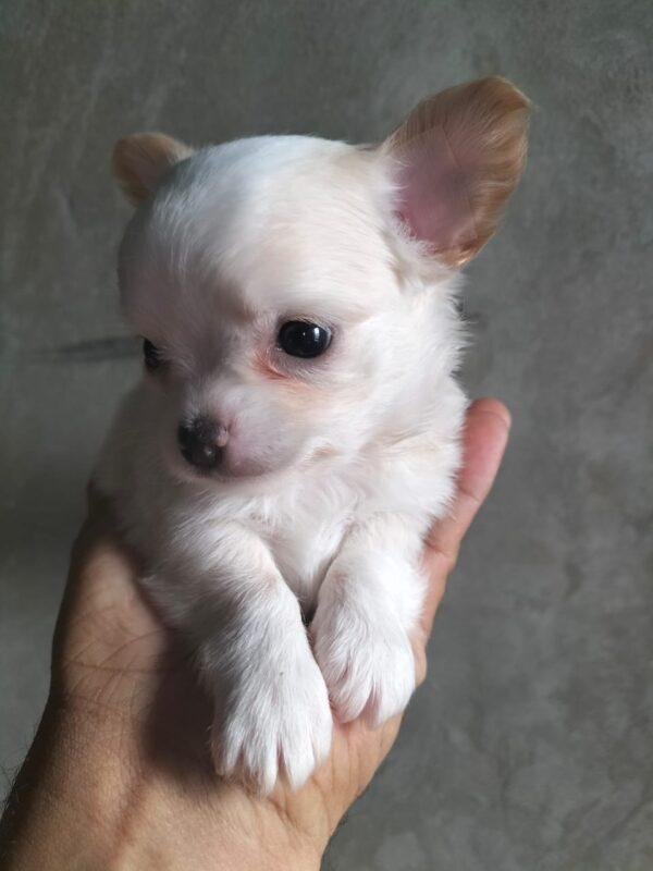 Chihuahua pelo largo en venta