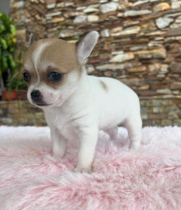 Chihuahua Mini Precio