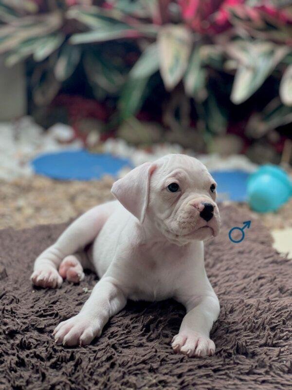 Dogo Argentino Precio Manizales