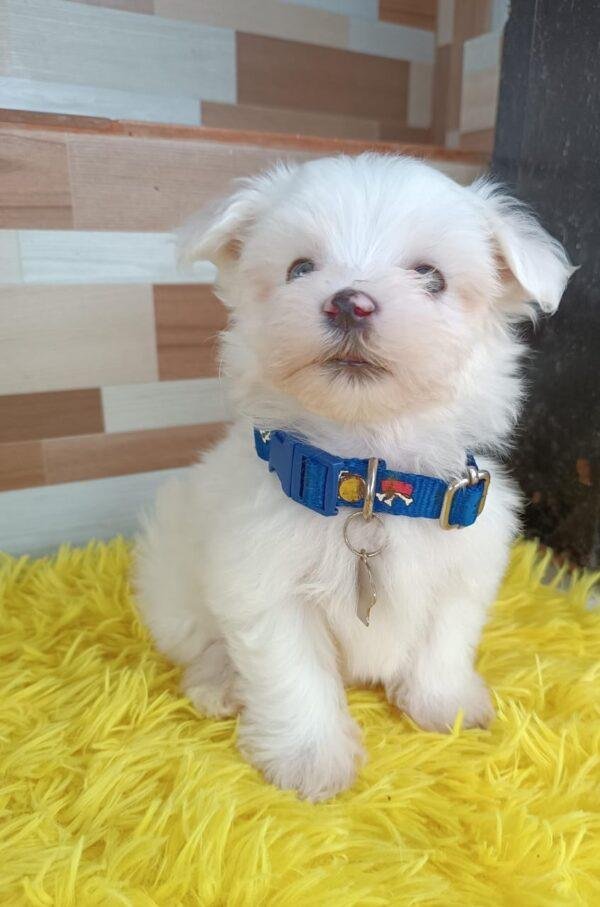 Bichón Maltés en Venta