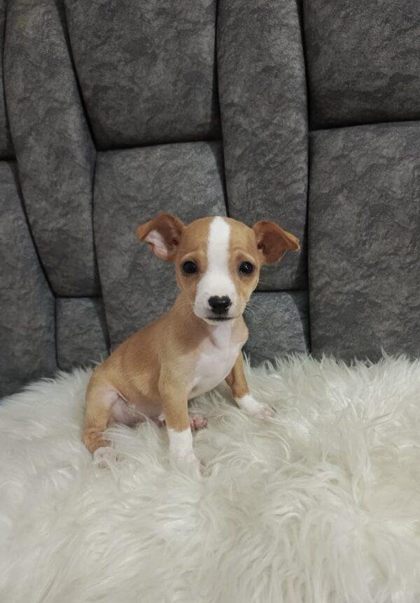 Pinscher Mini Precio