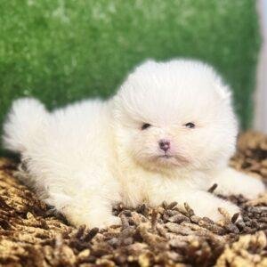 chachorros pomerania coreano pome mini precio medellin cali bogota rionegro contrentrega