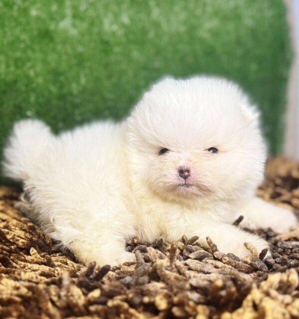 chachorros pomerania coreano pome mini precio medellin cali bogota rionegro contrentrega