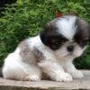 Cachorros Shitzu en Venta