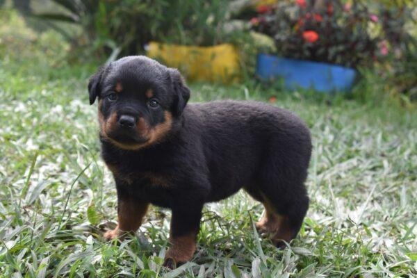 Rottweiler Precio Pereira