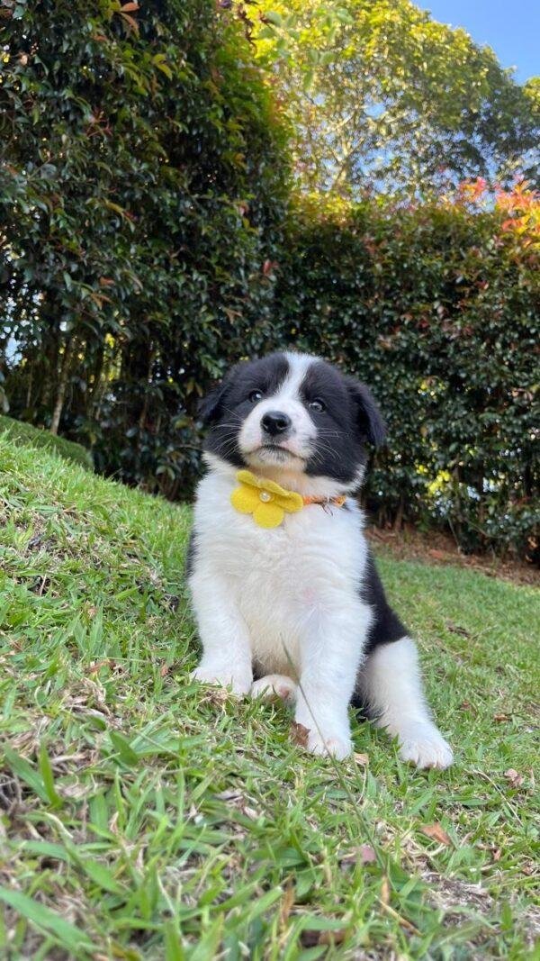 Border collie Tradicional Precio