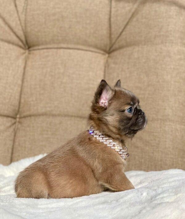 Bulldog Francés Fluffy Fawn Precio - Image 2