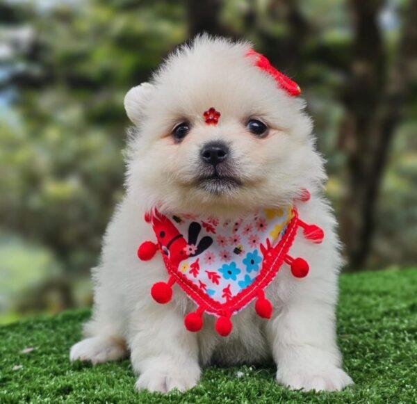 Pomerania Mini Lulú Precio Cali