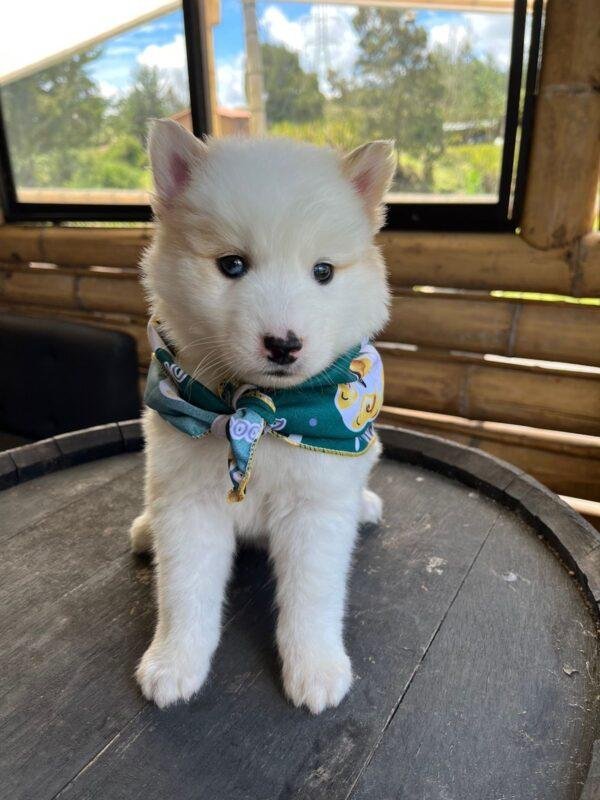 Pomsky Precio