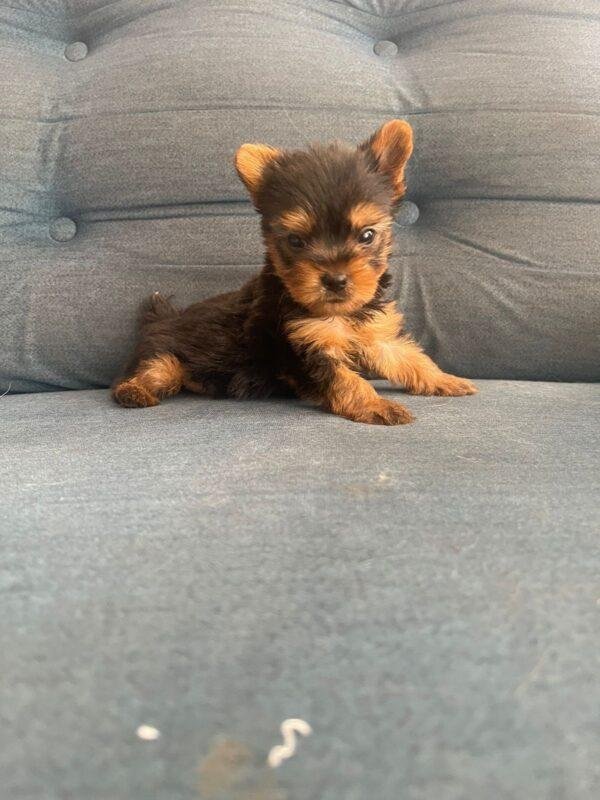 Cachorros Yorkshire Mini Precio