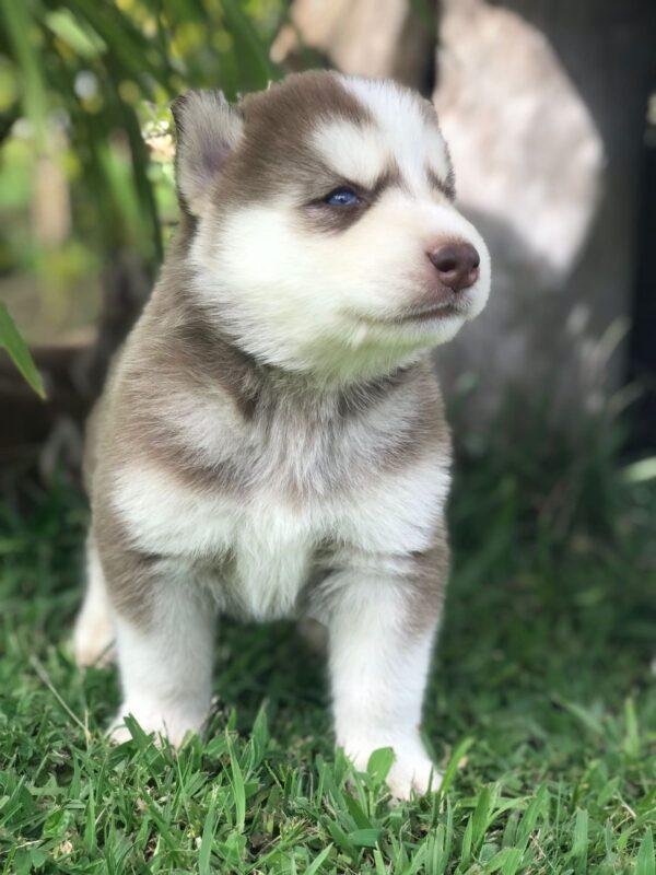 Criadero Husky Siberiano Manto Rojo Precio - Image 2