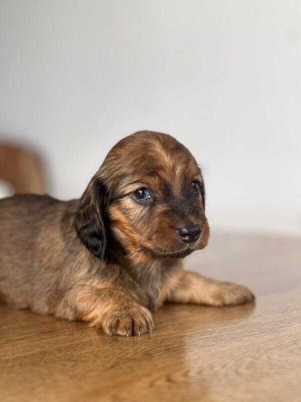 Dachshund Teckel Mini Pelo Largo Precio Manizales - Image 2